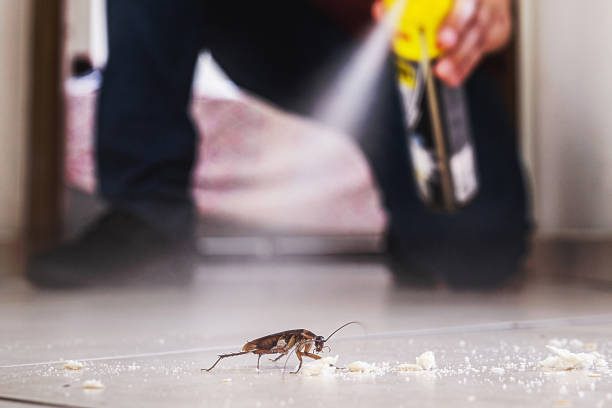 Best Rat Extermination Near Me  in Potterville, MI