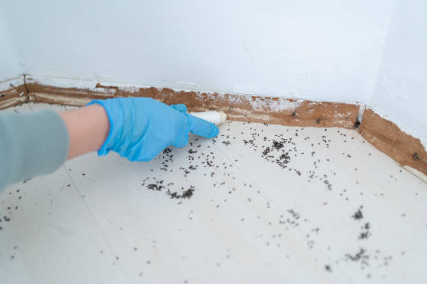 Best Pest Control Near Me  in Potterville, MI